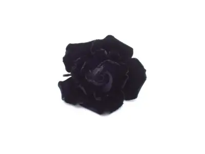 Camellia, black velvet brooch, with comment