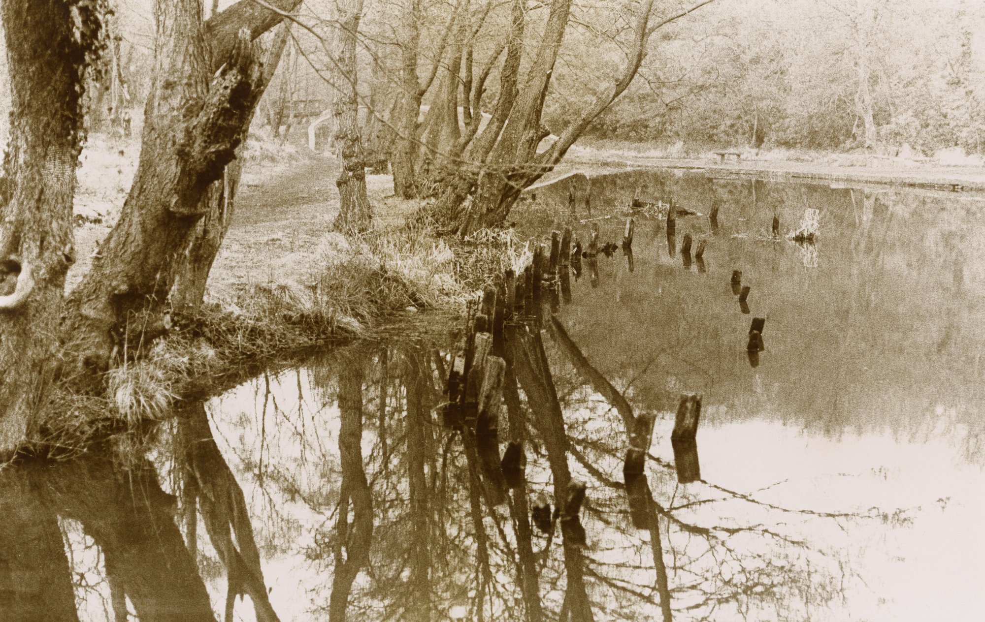 Berges de l'étang