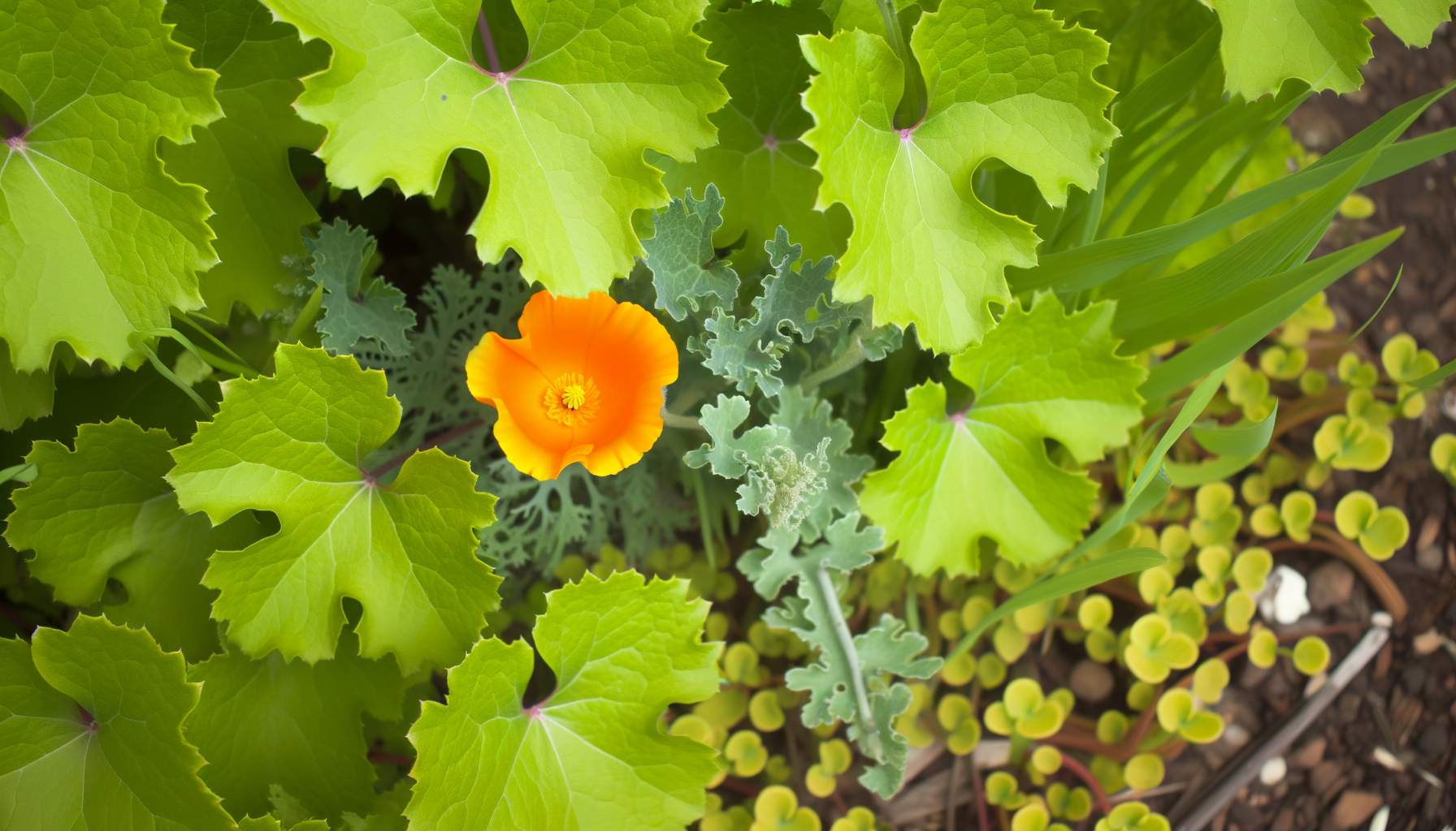 Image for Top Drought-Tolerant Choices