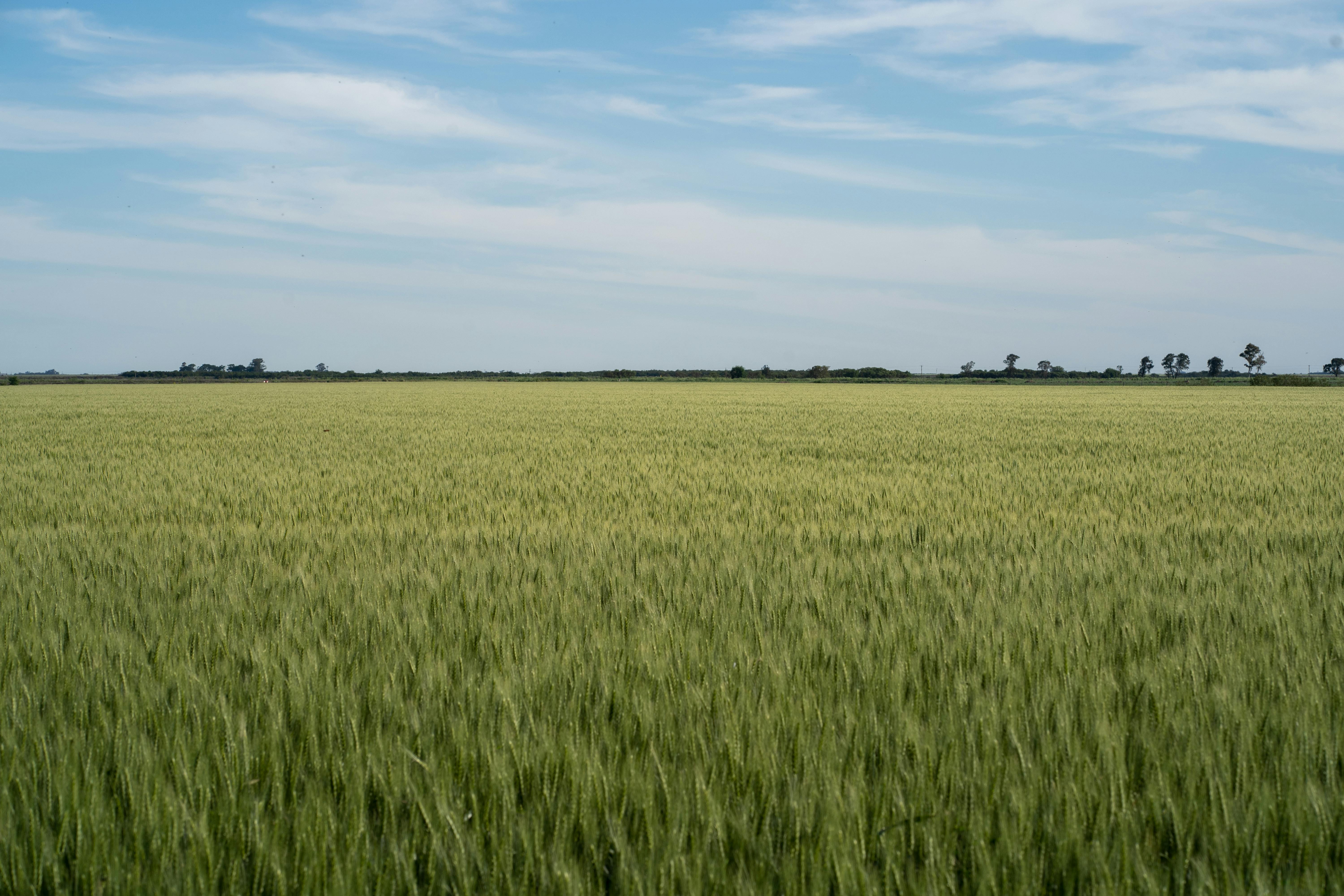 Marca de agua decorativa