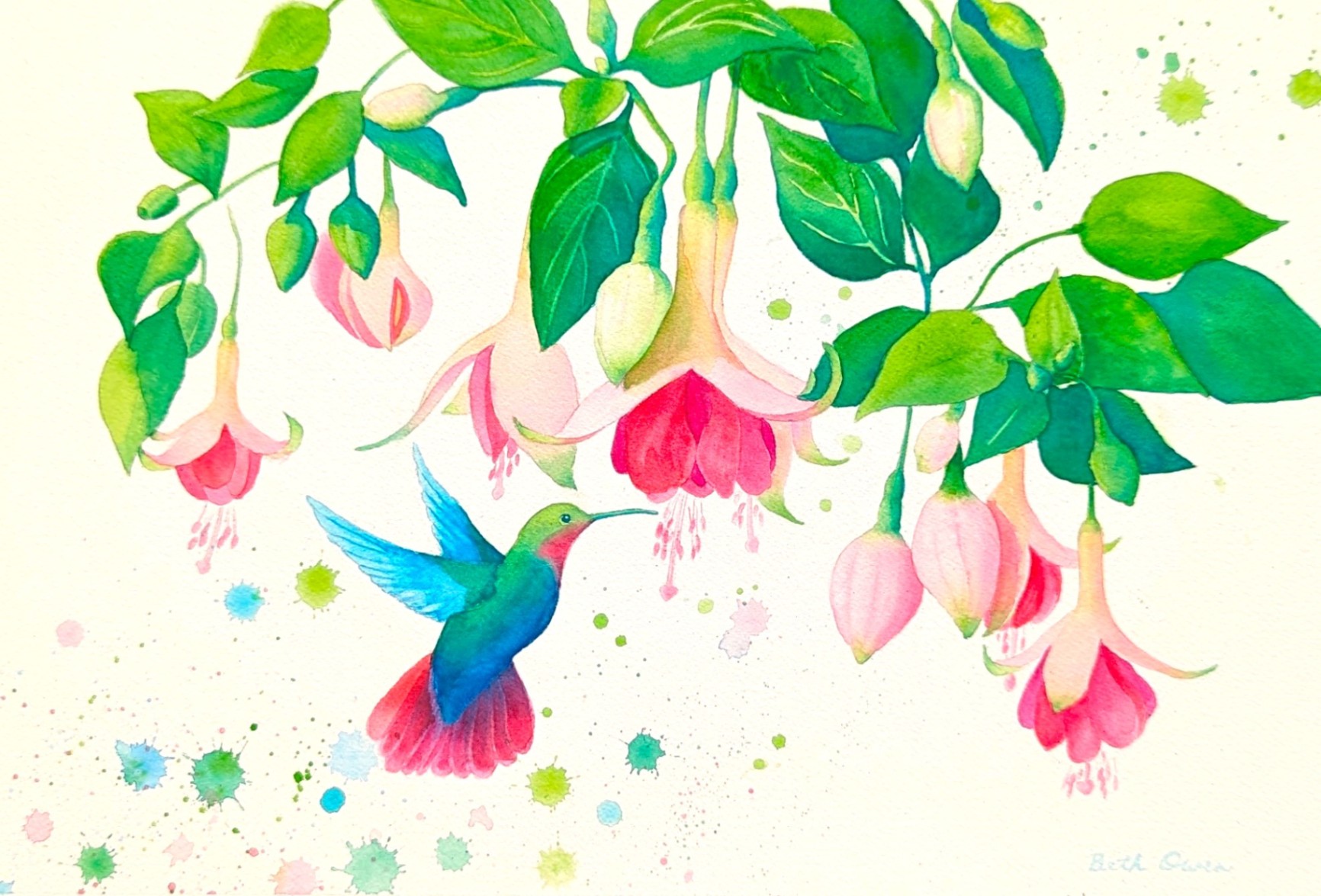 Watercolor Hummingbird and Fuchsias Painting