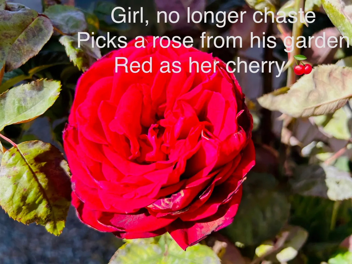 Red Rose — image 1 of 1