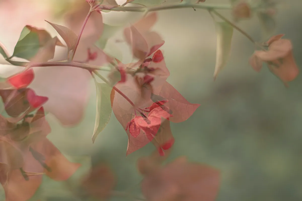 Reaching Towards — image 1 of 1