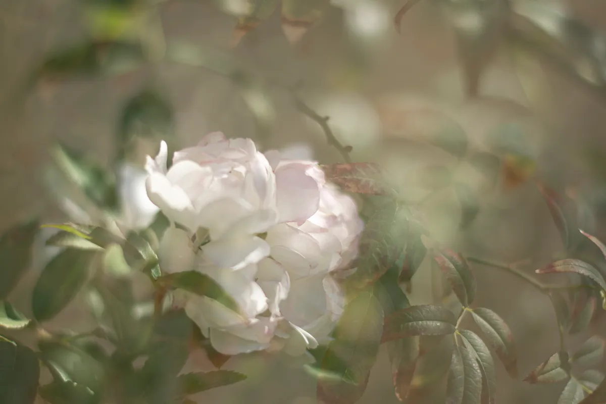 Beauty — image 1 of 1