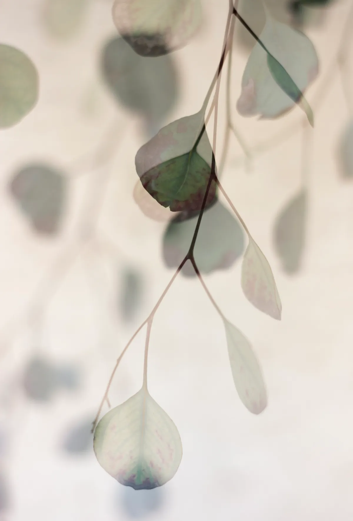 Emerging — image 1 of 1