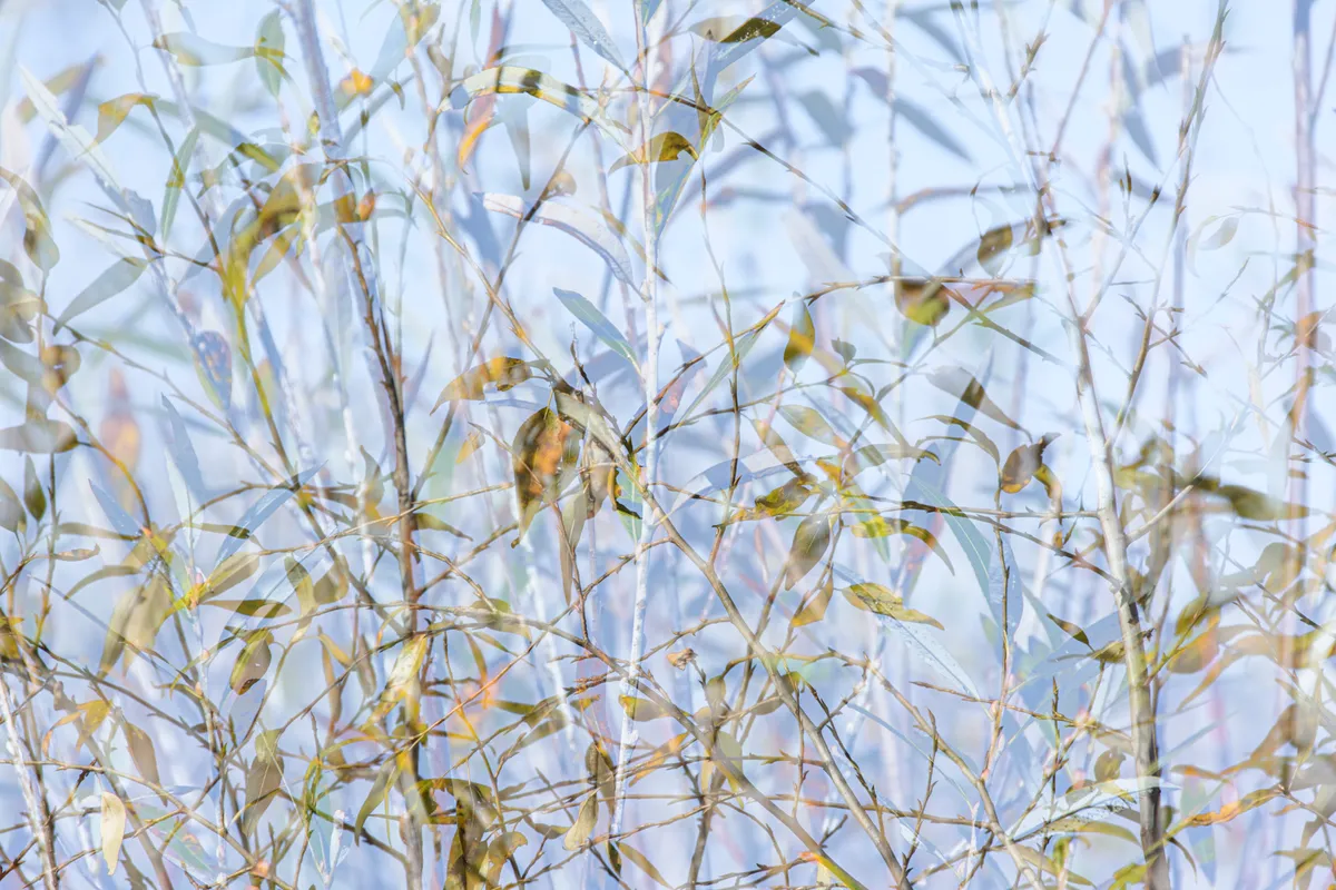 Entanglements — image 1 of 1