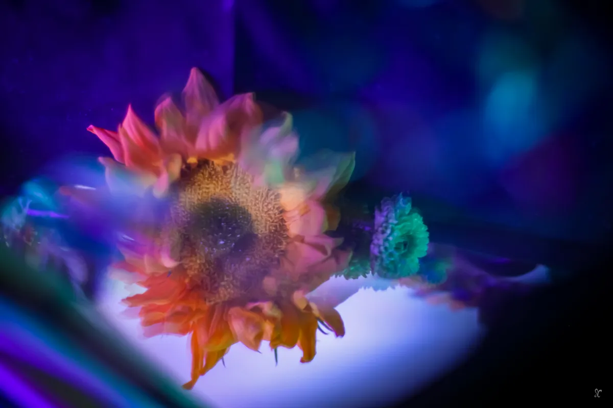 Distorted Reflections — image 1 of 1