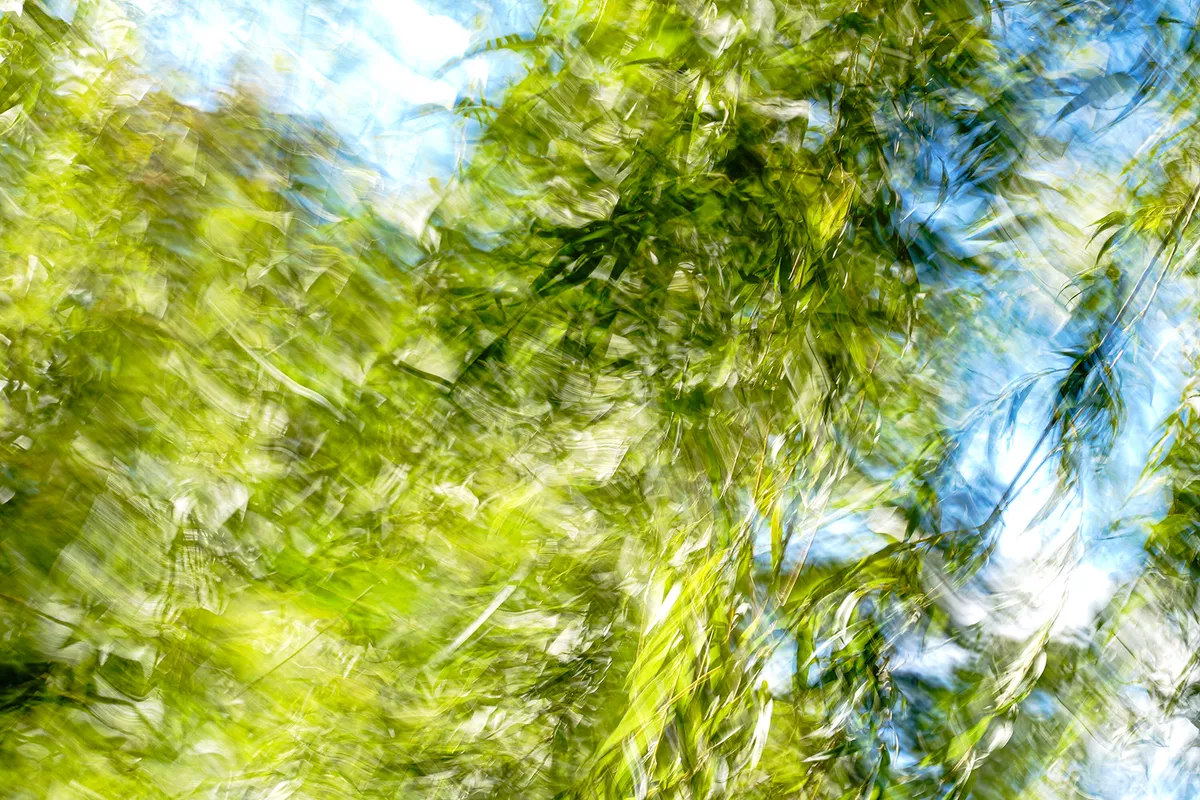 Willow Wind — image 1 of 1