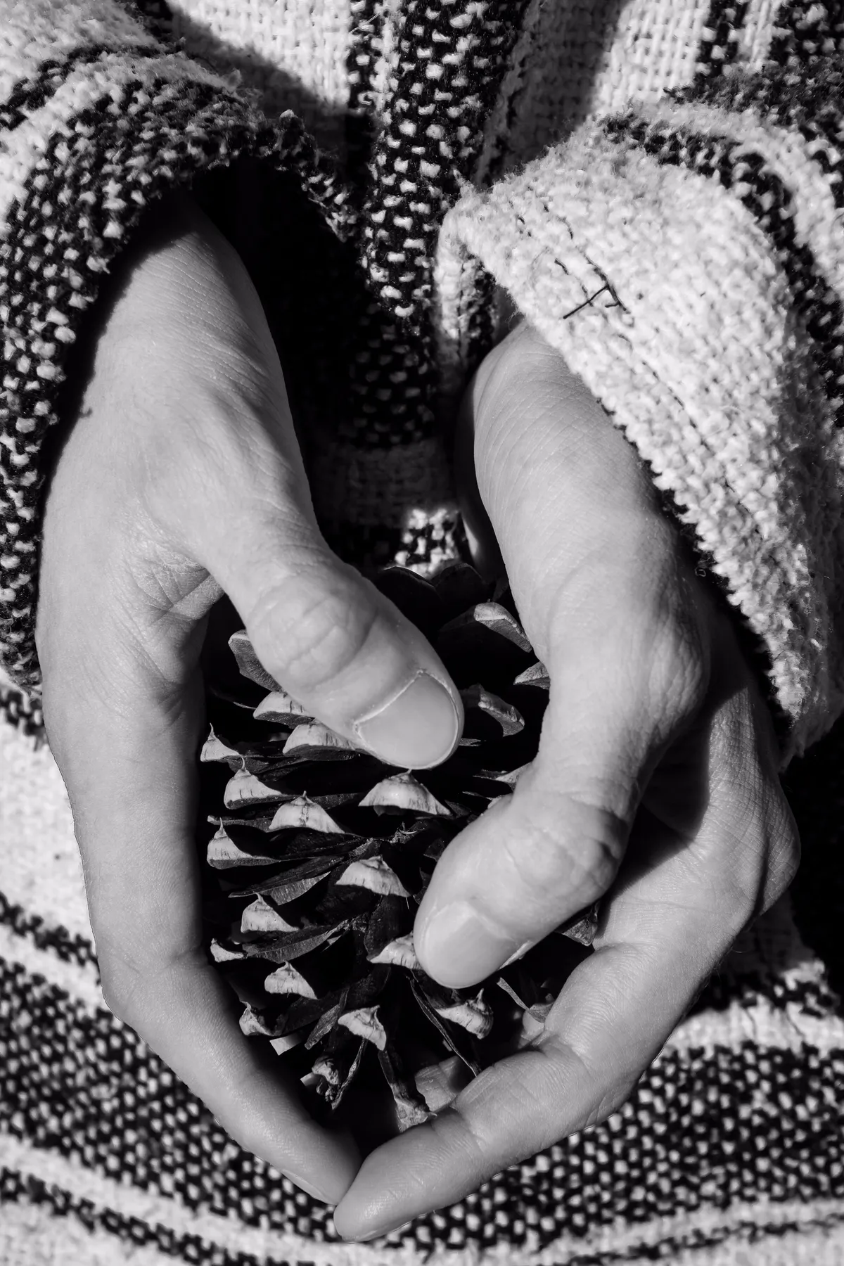 Shaped By The Forest — image 1 of 2