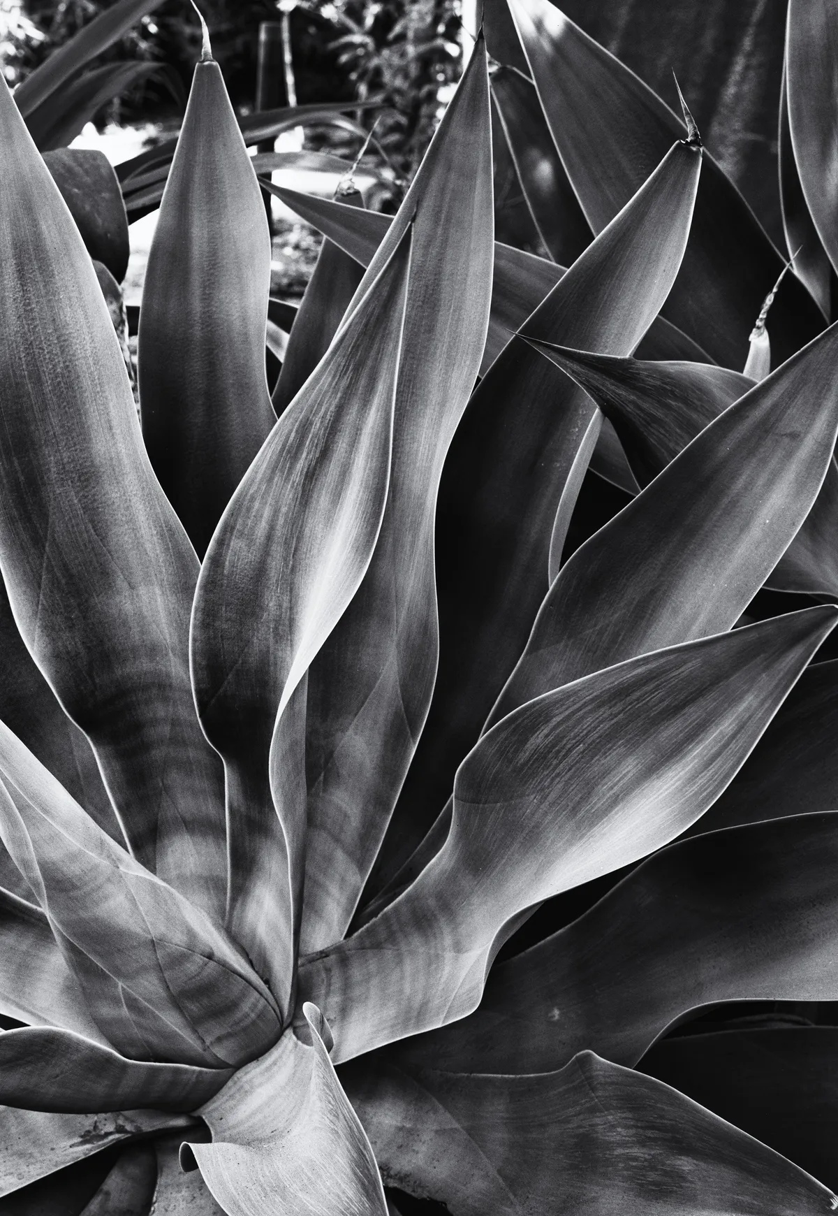 Agava Plant Study — image 1 of 1