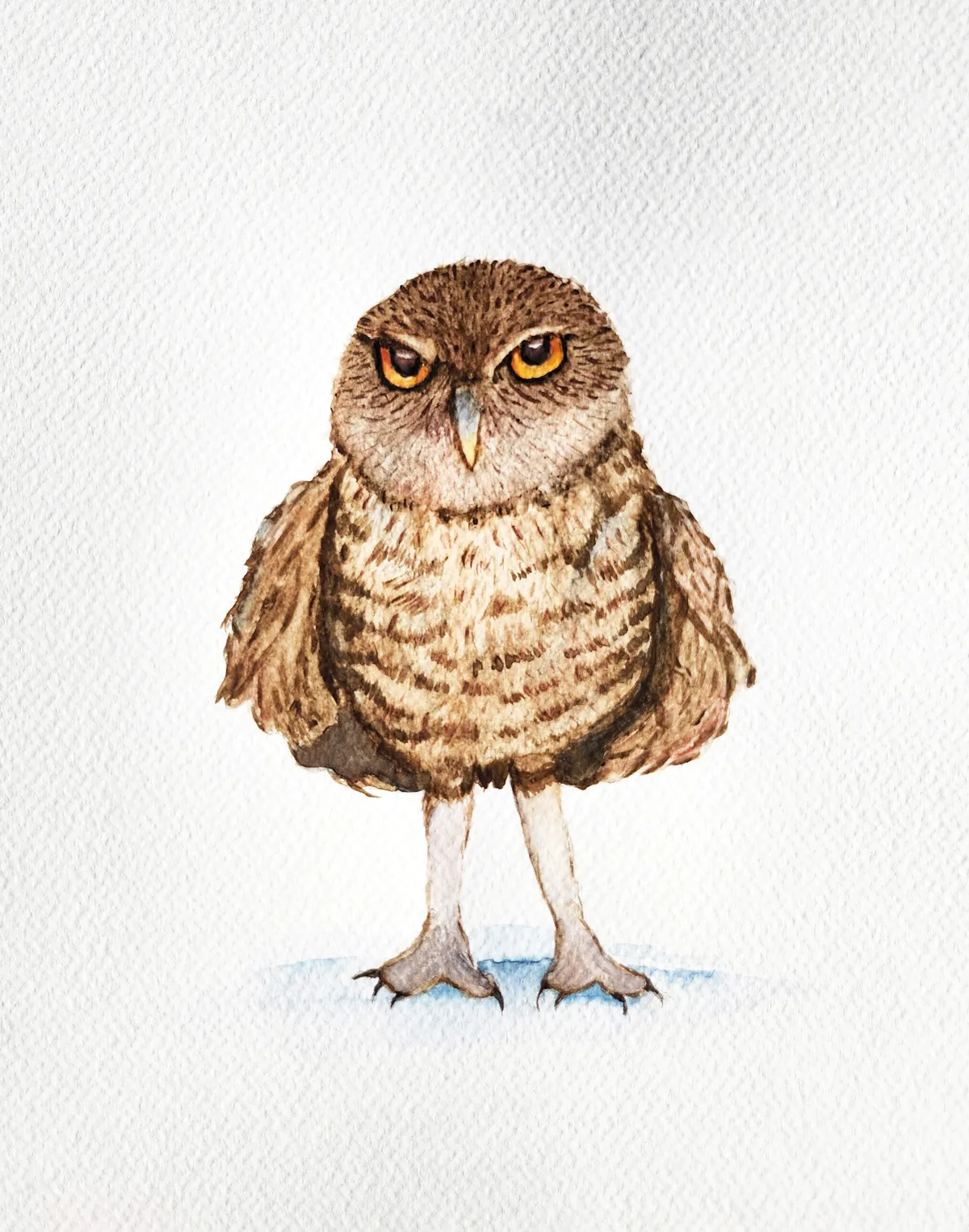 Owl 2 — image 1 of 1