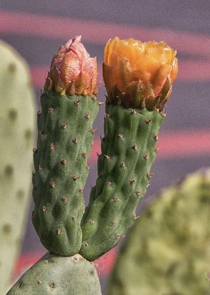Prickly Siblings — image 1 of 2