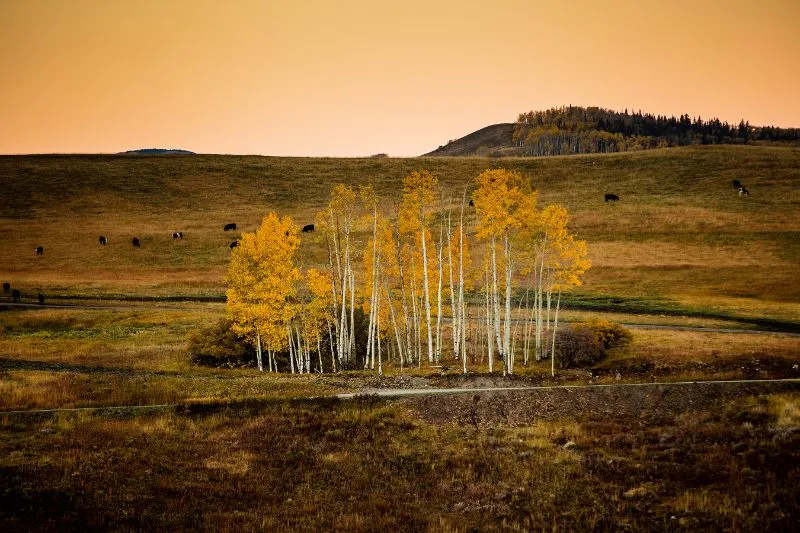 Dawn on Aspens — image 1 of 1