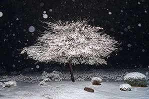 Snowy Mesquite — image 1 of 1