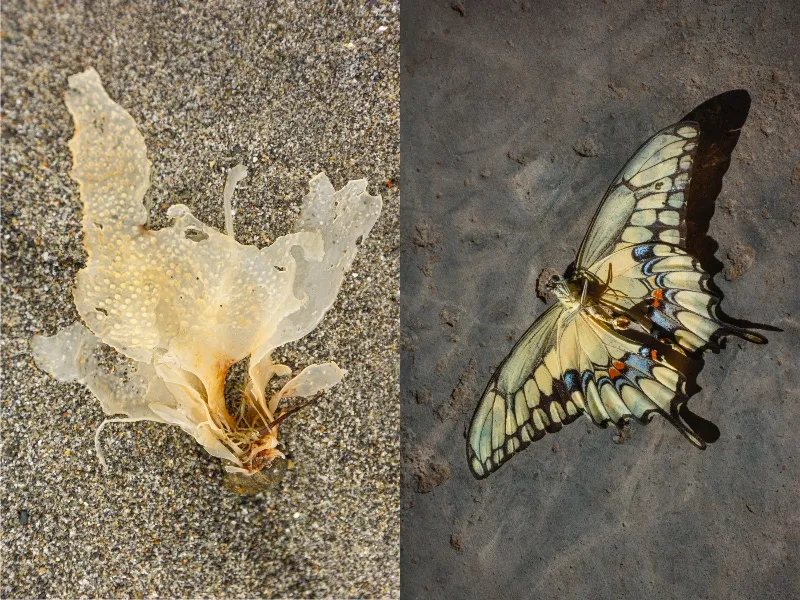 Angel & Butterfly — image 1 of 1