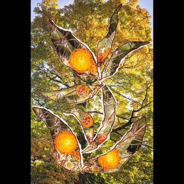Transplant: Seasons — image 1 of 1
