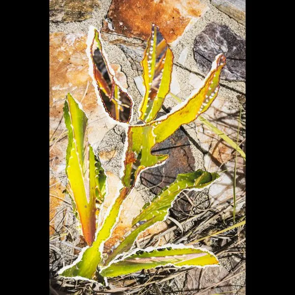 Transplant- Eccentric — image 1 of 1