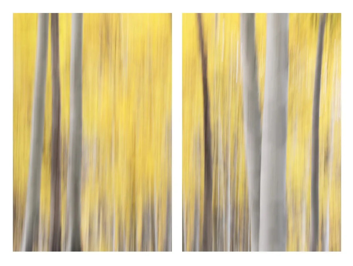 Rooted — image 1 of 1