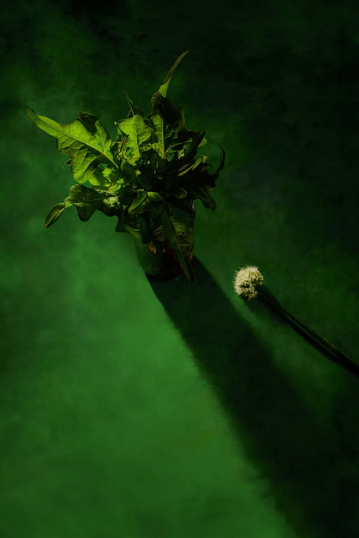 I Refuse To Live In Your Shadow — image 1 of 2