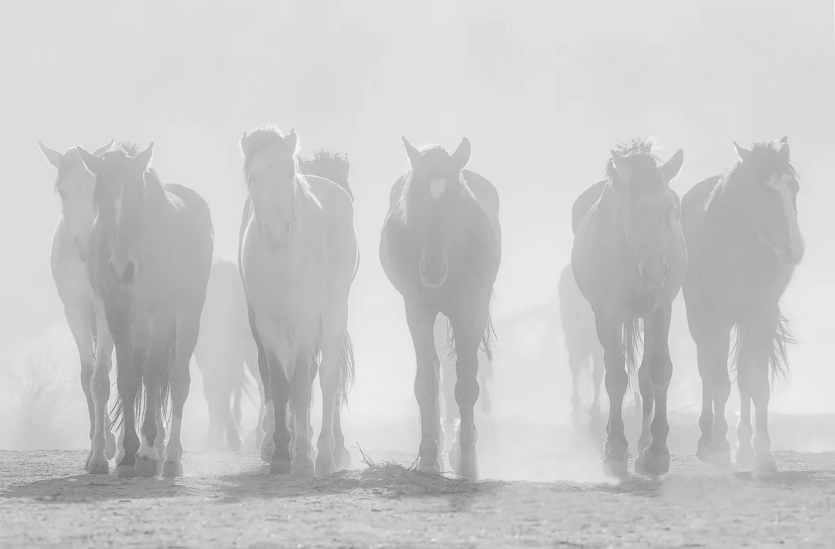 OUT OF THE DUST — image 1 of 1