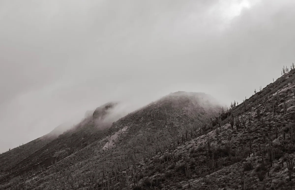 THE DESERT REMEMBERS — image 1 of 1