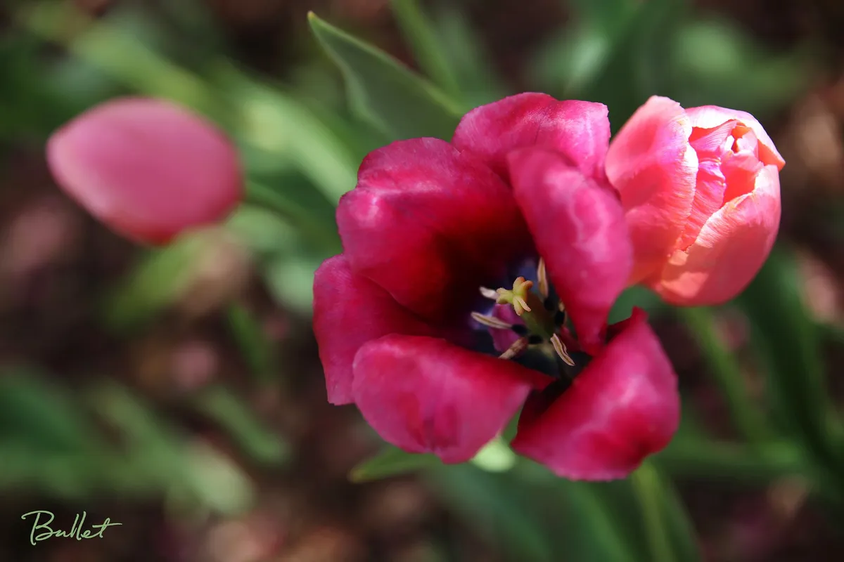 Lilacia Park — image 1 of 1