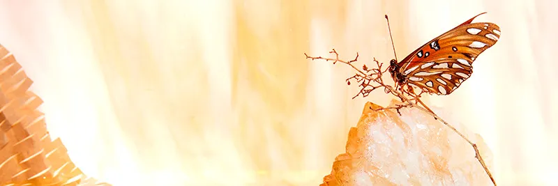 Sarah Sloane banner
