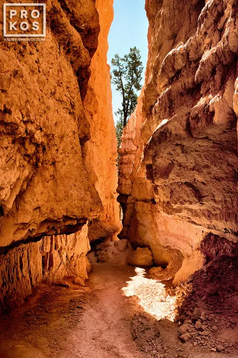 Navajo Trail Canyon