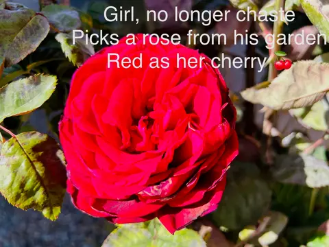 Red Rose