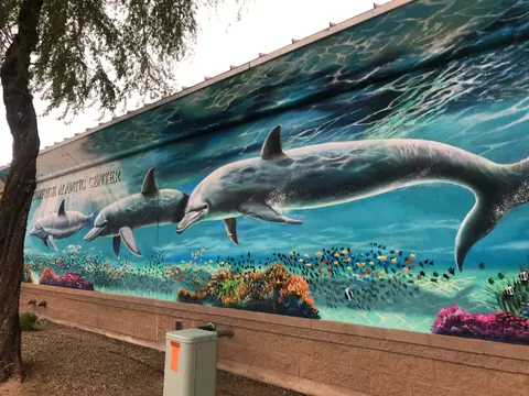SWIMMING WITH PORPOISE