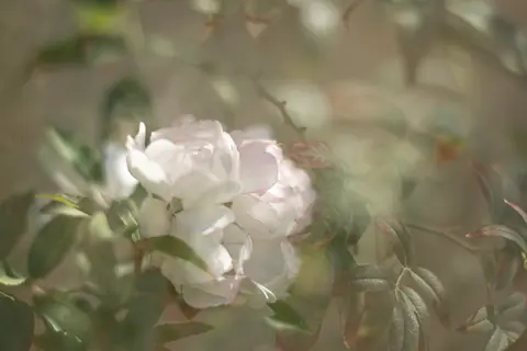Beauty