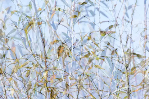 Entanglements