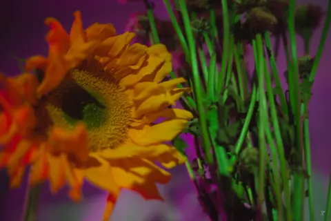 Soft Transitions