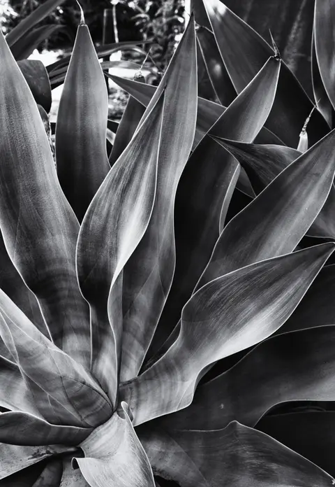 Agava Plant Study