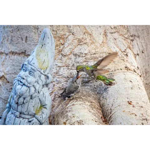 Arizona Urban Wildlife: Surviving a Complex World gallery photo 3