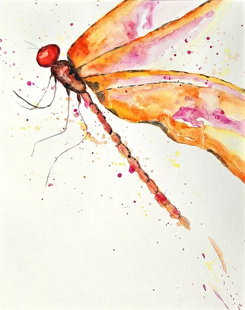 Orange and Pink Dragonfly