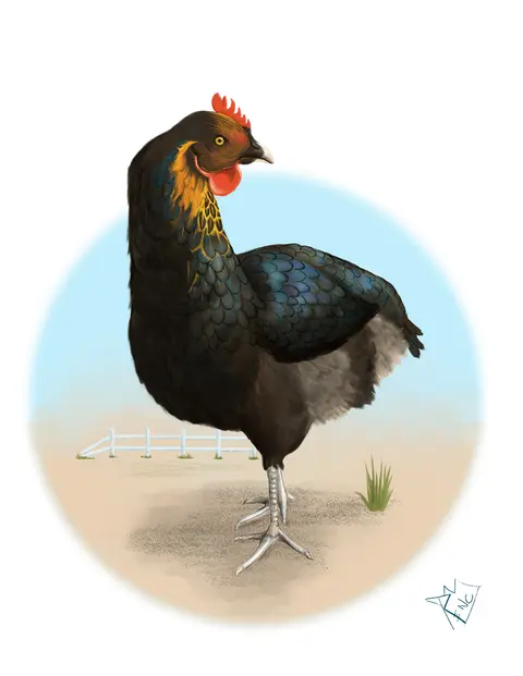 Animal Studies
