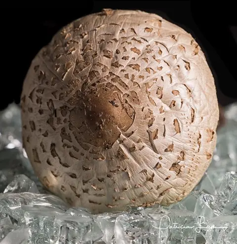 Shroomin'