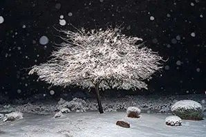 Snowy Mesquite