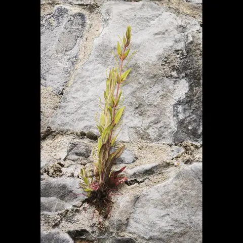 Resilience
