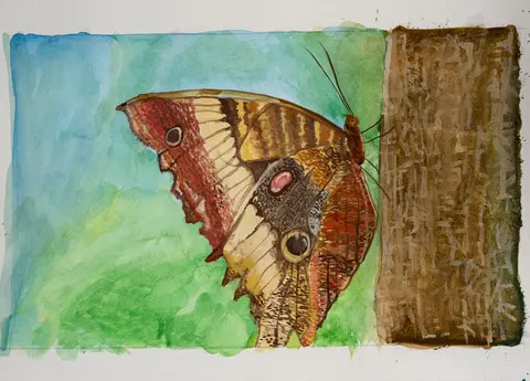 Woodland Wings