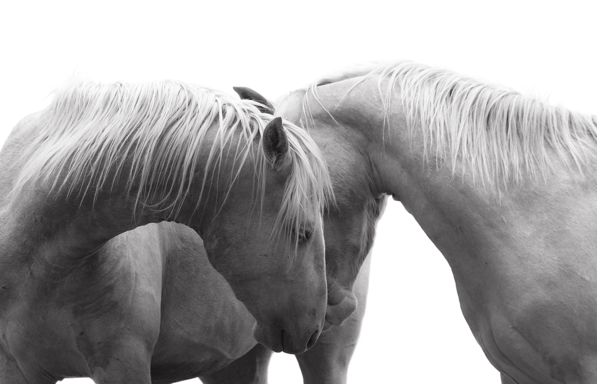 INTERTWINED — image 1 of 1