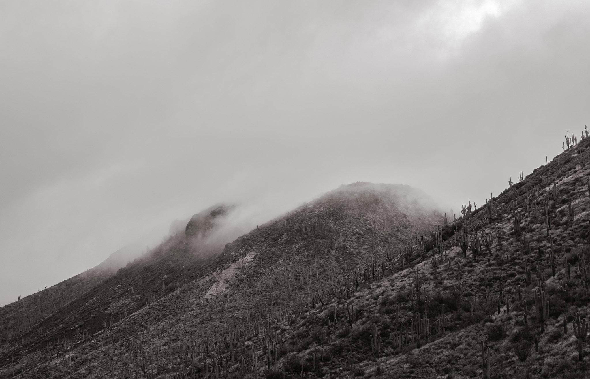 THE DESERT REMEMBERS — image 1 of 1