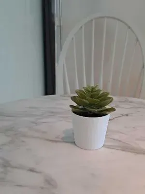 甜菜根