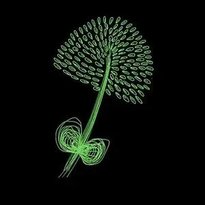 天洛卡