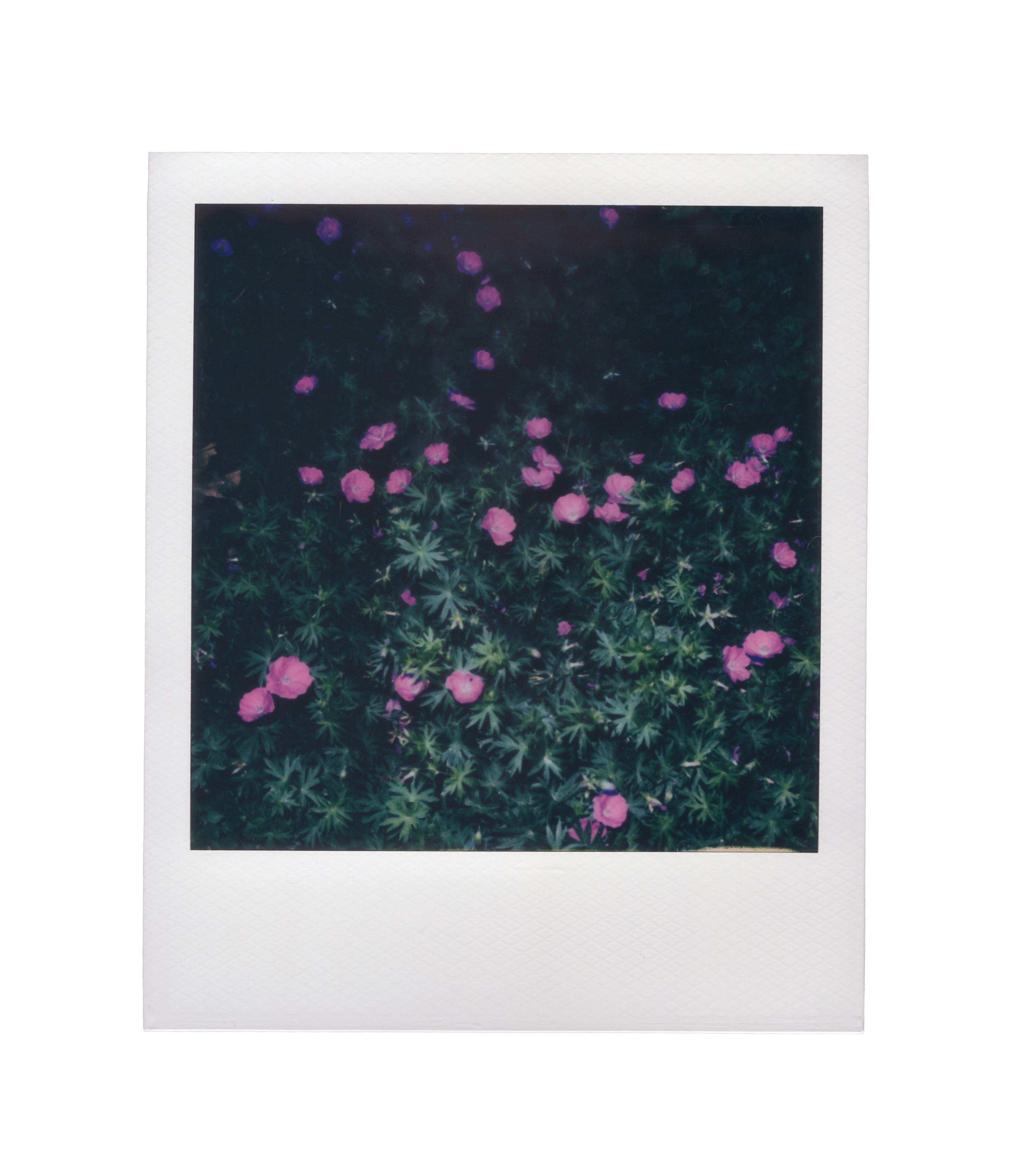 Pink night flowers