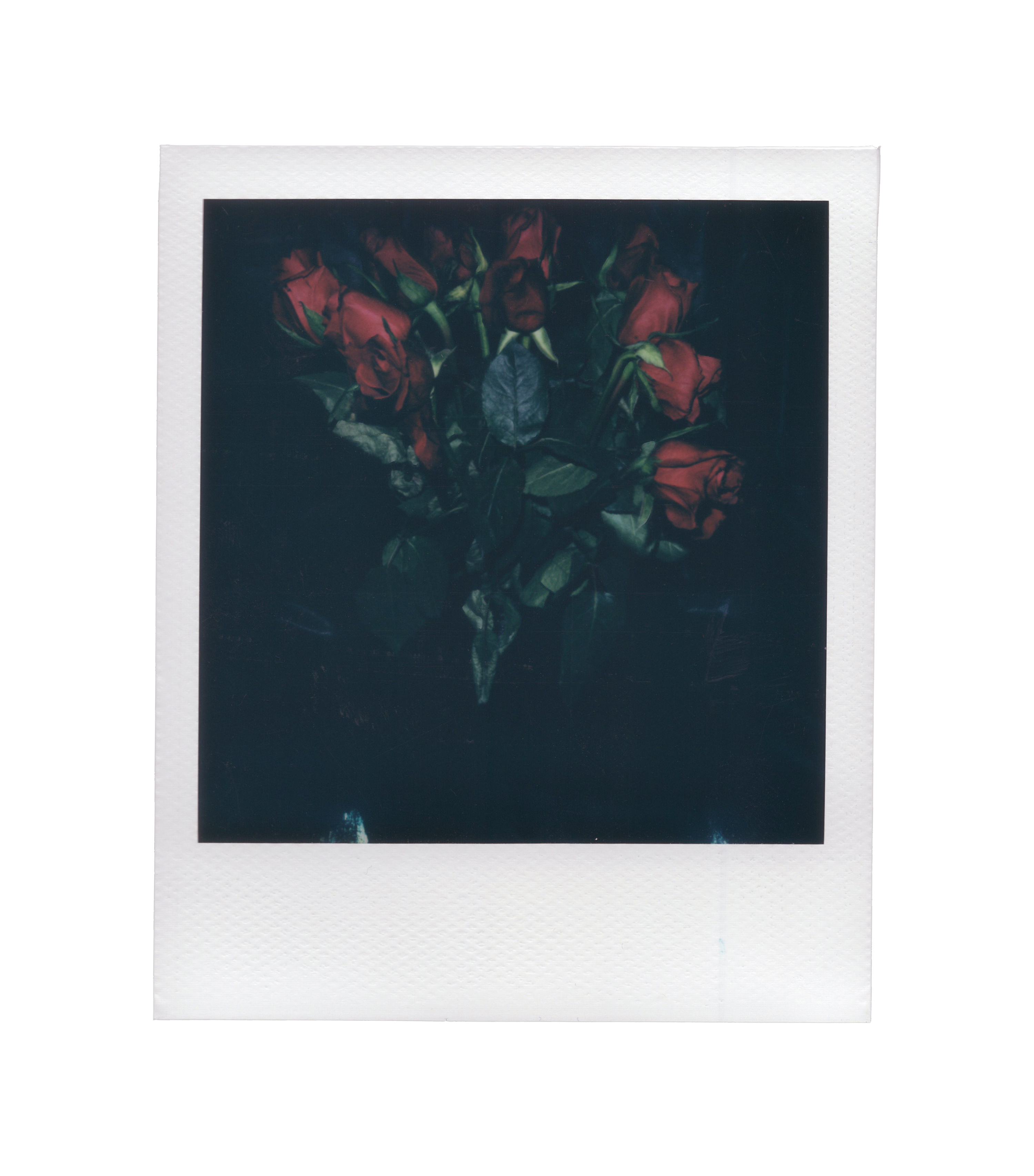Dozen Roses #4