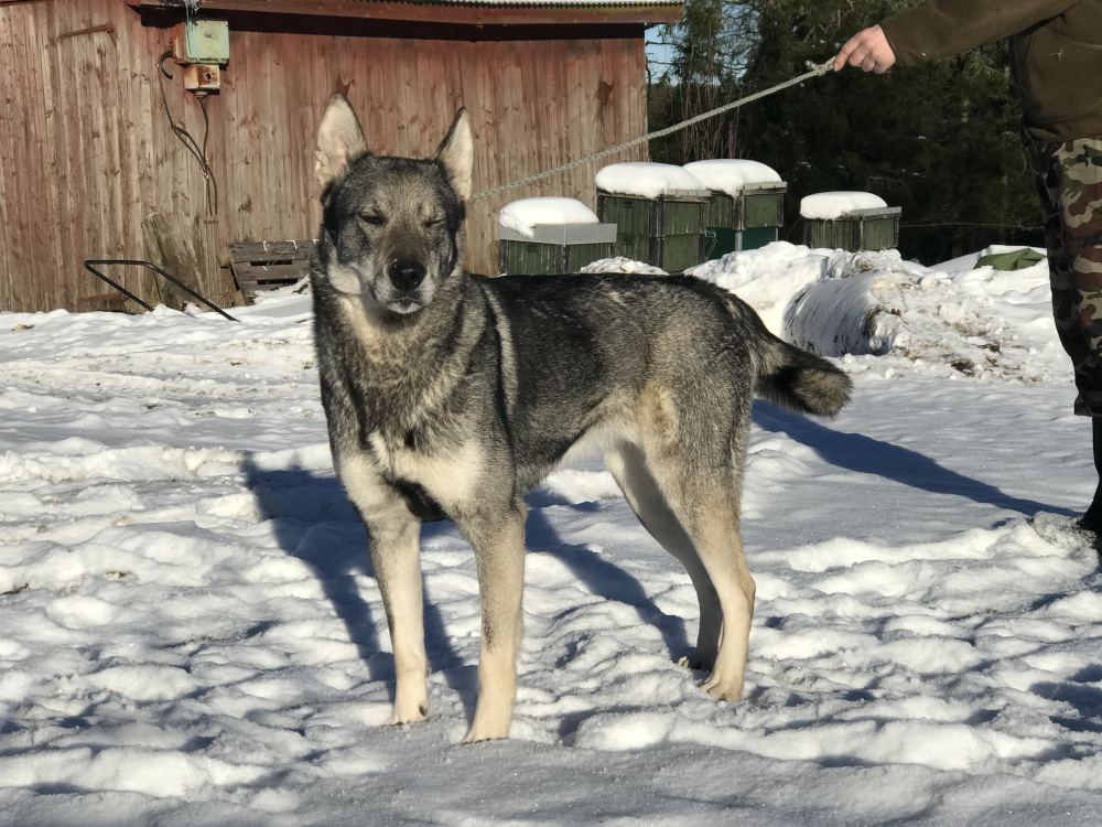 J Solögatsjakthundar Elsa