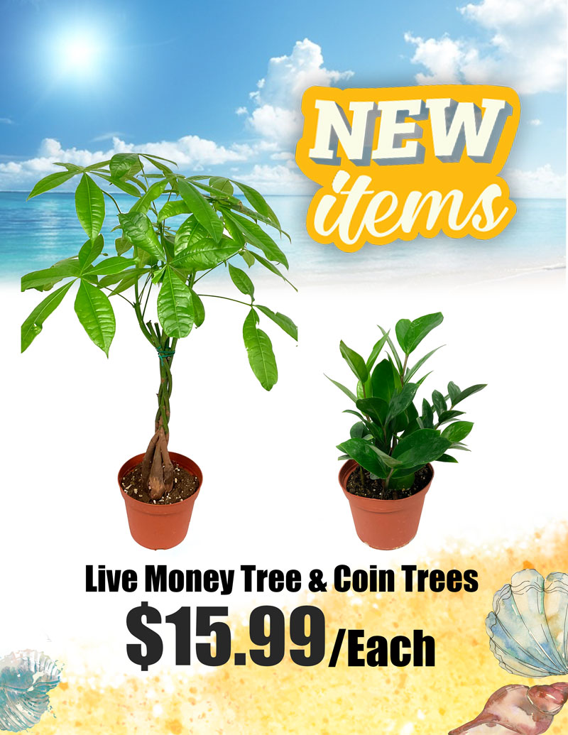 https://firebasestorage.googleapis.com/v0/b/asian-city-prod.appspot.com/o/monthlySpecials%2F0ff98cd5-96fb-4307-85af-c1eb1a7d5e00.jpg?alt=media