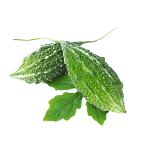 Indian Bitter Melon